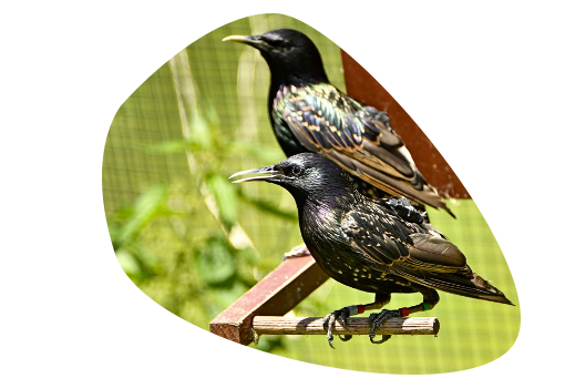 image of starlings wearing our tracker