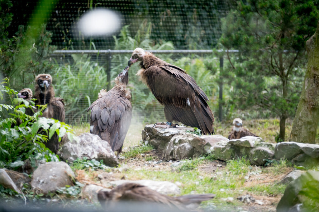 How Do Vultures Date? 